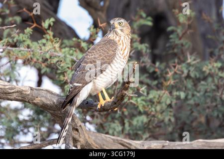 Gabar Goshawk (Micronisus gabar gabar) juvénile perché dans Camel Thorn Tree, Kgalagadi Transfrontir Park, Kalahari, Afrique du Sud Banque D'Images