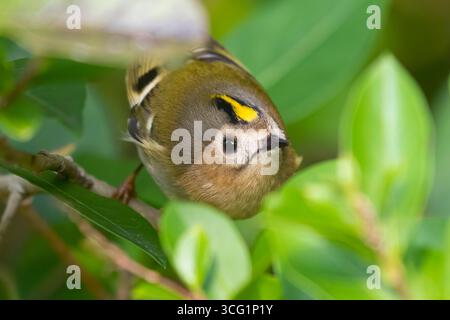 goldcrest (Regulus regulus), recherche d'insectes entre les feuilles, pays-Bas, Nord des pays-Bas Banque D'Images
