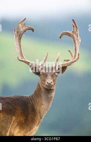 Cerf rouge (Cervus elaphus), portrait d'un cerf, Autriche, Tyrol Banque D'Images