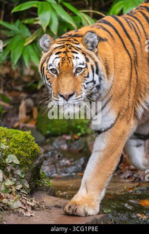 Tigre de Sibérie, tigre d'Amurie (Panthera tigris altaica), marchant dans une forêt, traversant un ruisseau Banque D'Images