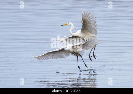 Grande aigrette, Grande aigrette blanche (Egretta alba, Casmerodius albus, Ardea alba), couple prenant le vol de la surface de l'eau, femelle au premier plan, G Banque D'Images