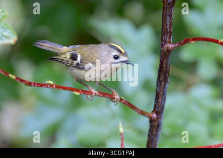 goldcrest (Regulus regulus), assis sur une branche, pays-Bas, Texel Banque D'Images