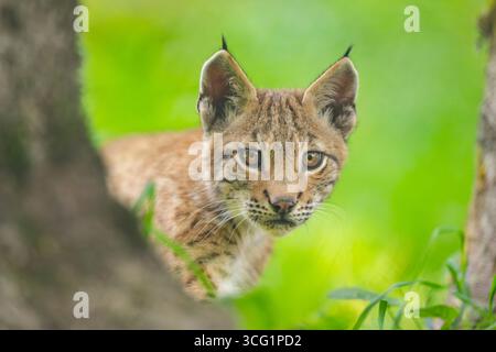 Lynx du nord (Lynx lynx lynx), juvénile jette un œil derrière un arbre, Allemagne, Bavière, Parc national de la forêt bavaroise Banque D'Images