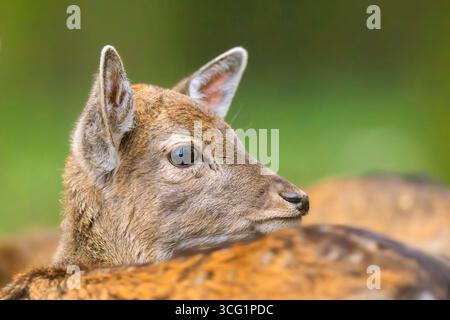 Cerf en jachère (Dama dama, Cervus dama), biche, portrait, Allemagne, Bavière Banque D'Images