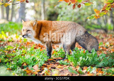 Renard roux européen (Vulpes vulpes crucigera, Vulpes crucigera), debout dans une forêt en automne, vue de côté, Allemagne, Bavière Banque D'Images