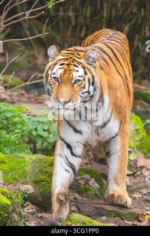 Tigre de Sibérie, tigre d'Amurie (Panthera tigris altaica), marchant dans une forêt, traversant un ruisseau Banque D'Images