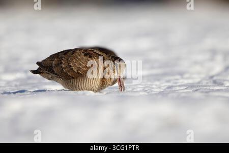 Bécasse eurasienne (Scolopax rusticola), à la recherche de nourriture dans la neige, Danemark, Jutland Banque D'Images