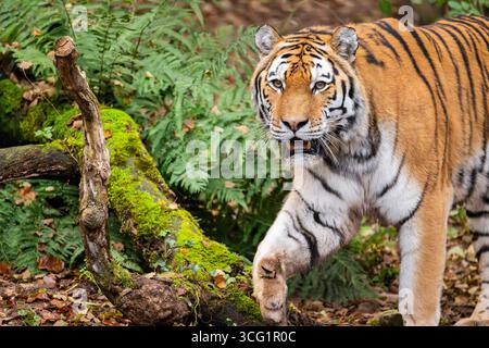 Tigre de Sibérie, tigre d'Amurie (Panthera tigris altaica), marchant dans une forêt Banque D'Images