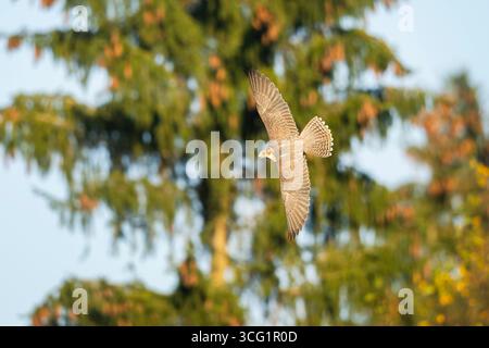 Faucon pèlerin (Falco peregrinus), en vol devant une aire de trafic, Allemagne, Bavière Banque D'Images