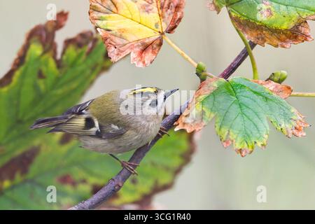 goldcrest (Regulus regulus), assis sur une branche, pays-Bas, Texel Banque D'Images