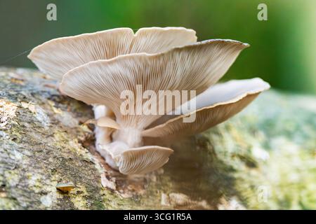 Champignon d'huître (Pleurotus ostreatus), poussant un tronc d'arbre de hêtre européen (Fagus sylvatica) dans une forêt en automne, Allemagne, Bavière Banque D'Images