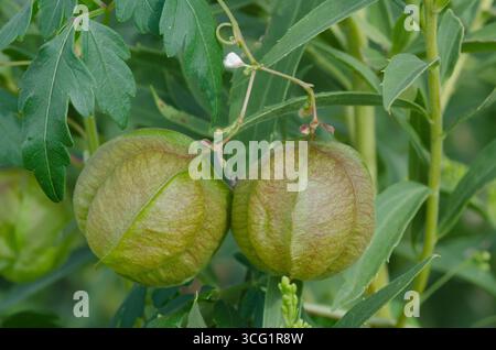 Vigne ballon, Cardiospermum halicacabum, avec fruits Banque D'Images
