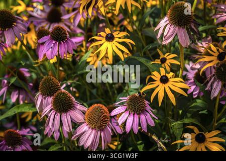 Plante d'échinacée pallida avec fleurs roses et fleurs de susan jaunes aux yeux noirs (Rudbeckia hirta) dans un jardin en Angleterre, Royaume-Uni Banque D'Images