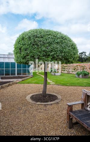 Arbre rond en forme de boule dans le jardin anglais Banque D'Images
