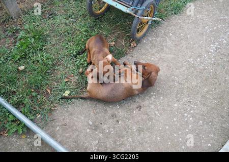Deux adorables teckshunds passent un agréable moment à rouler sur l'herbe dans une cour ensoleillée. Leurs cabriolets amusants montrent un lien profond pendant qu'ils jouent Banque D'Images