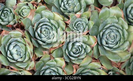 Gros plan de rosettes vertes succulentes (Sempervivum / Houseleek) poussant en grappe, texture naturelle et motif. Banque D'Images