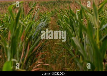Vue rapprochée des rangées vertes de champs de maïs (Zea mays) avec de grandes feuilles et des pompons en été, faible profondeur de la photo d'agriculture de champ Banque D'Images