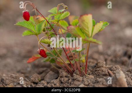 Macro gros plan de fraise sauvage (Fragaria vesca) avec des baies rouges mûres dans le sol du jardin, lumière du jour d'été, faible profondeur de champ, fond naturel. Banque D'Images