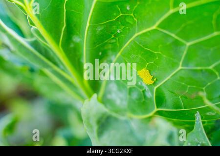 Petits œufs jaunes sur le dessous d'une feuille de chou, gros plan. Banque D'Images
