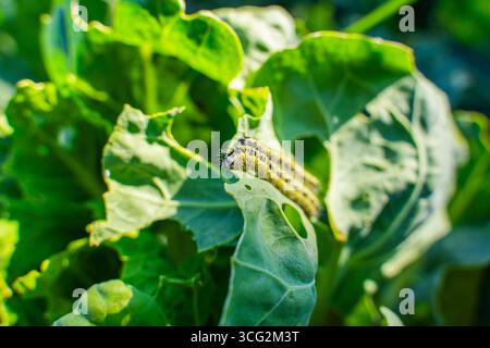 Chenilles Pieris brassicae mangeant des feuilles de choux de Bruxelles, gros plan. Parasites des légumes dans le jardin. Banque D'Images