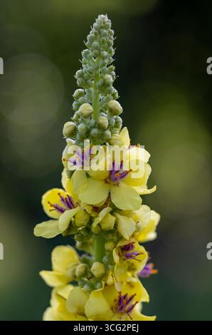 Floraison de molène foncée Banque D'Images