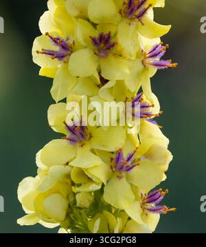 Floraison de molène foncée Banque D'Images