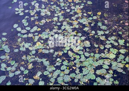 Une scène merveilleusement tranquille avec de délicats nénuphars éparpillés gracieusement sur une surface d'eau calme Banque D'Images
