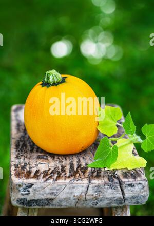 Courgettes rondes jaunes placées sur un tabouret en bois altéré avec des feuilles vertes fraîches. Banque D'Images