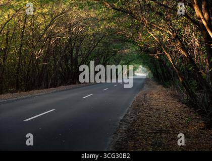 Tunnel forestier au lever du soleil. Route droite à travers les bois : route bordée d'arbres le matin d'automne Banque D'Images