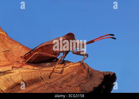 Bug Coreus marginatus Dock Banque D'Images