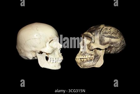 L'homme moderne vs Zhoukoudian (Choukoutien) Homo erectus crâne Banque D'Images