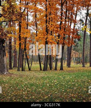 Garez-vous le jour nuageux d'automne. Fin octobre dans la forêt de chênes : herbe verte, feuilles d'orange sèches sur les arbres. Banque D'Images