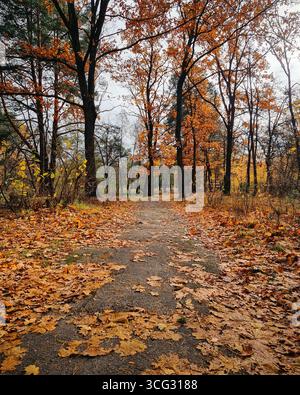 Chemin dans la forêt d'automne. Sol couvert de feuilles mortes orange. Banque D'Images