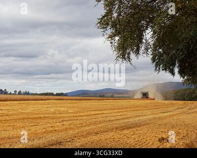 Une moissonneuse-batteuse Claas récoltant un champ d'orge sous un ciel lourd en fin d'après-midi d'août près de la ville du comté d'Edzell. Banque D'Images