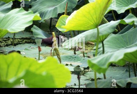 Waterhen à motifs blancs parmi les feuilles de Lotus dans les zones humides asiatiques, scène naturelle horizontale Banque D'Images