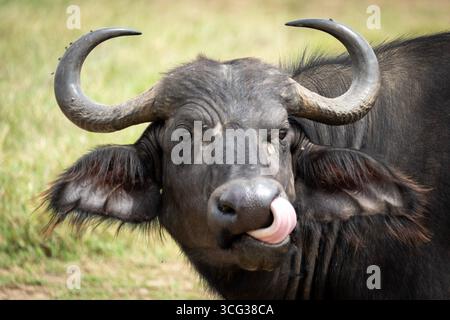 Gros plan d'un buffle africain léchant son nez avec la langue, Masai Mara, Kenya. Banque D'Images