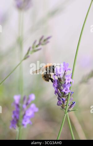 Photo macro de bourdon collectant du nectar Banque D'Images