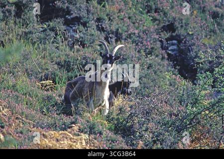 Paire de chèvres sauvages Capra hircus sur une colline revêtue de bruyère, réserve RSPB d'Inversnaid, Loch Lomand, les Trossachs, Sterlingshire, Écosse, Royaume-Uni 1986 Banque D'Images