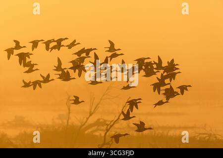 Troupeau de canards volant dans le brouillard du lever du soleil au-dessus du lac Banque D'Images
