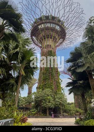 Une vue saisissante sur les imposants Supertrees à Gardens by the Bay à Singapour, entouré de palmiers tropicaux luxuriants et de verdure. L'arc innovant Banque D'Images