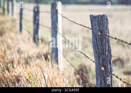 clôture rurale en fil de fer barbelé, vieux poteaux en bois altérés, agriculture dorée de paddock Banque D'Images