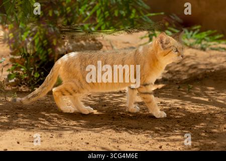 Chat de sable (Felis margarita). Ce chat habite les zones désertiques de l'Afrique du Nord et certaines régions du moyen-Orient et de l'Asie centrale. Il a un grand e Banque D'Images