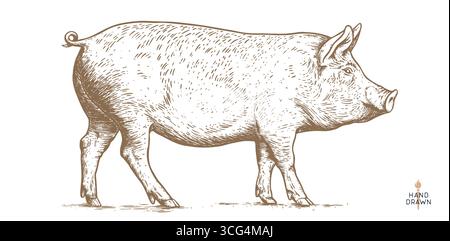 Porc, tête de porc. Imprimé rétro vintage Illustration de Vecteur