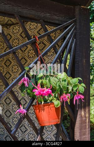 Fleurs de fuchsia rose vif fleurissant dans un pot suspendu attaché à un treillis en bois foncé d'une pergola. Décoration de jardin extérieur à la lumière du soleil. Banque D'Images