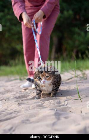 Froncement chat en colère en laisse marchant sur le sable tout en regardant la caméra. Le félin stressé résiste à la promenade Banque D'Images