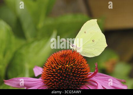 Papillon citron (Gonepteryx rhamny) sur fleur d'un coneflower violet (Echinacea purpurea), gros plan, été, jardin, faune, insectes, papillons, b Banque D'Images