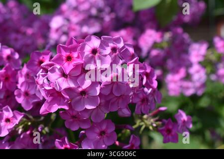 Phlox de jardin violet (Phlox paniculata) en fleur, gros plan avec un fond doux. Banque D'Images