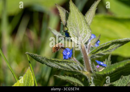 Mouche d'abeille à bords foncés (Bombylius major) se nourrissant de fleurs bleues Banque D'Images