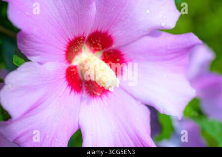 Fleur d'hibiscus rose clair (Hibiscus syriacus) avec centre rouge et pollen jaune, recouverte de rosée et entourée de feuillage vert. Banque D'Images