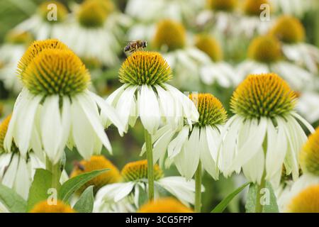 Echinacea. Echinaceas. White Swan. Cônes caractéristiques et pétales tombants de la coneflower d'Echinacea purpurea 'White Swan'. Rudbeckia White Swan. ROYAUME-UNI Banque D'Images